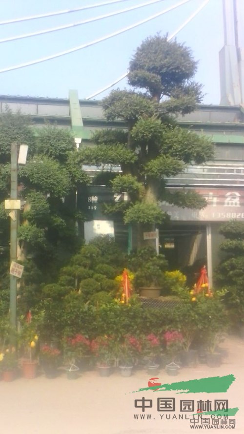 杭州蕭山花市不溫不火 盆栽花卉競相爭艷 